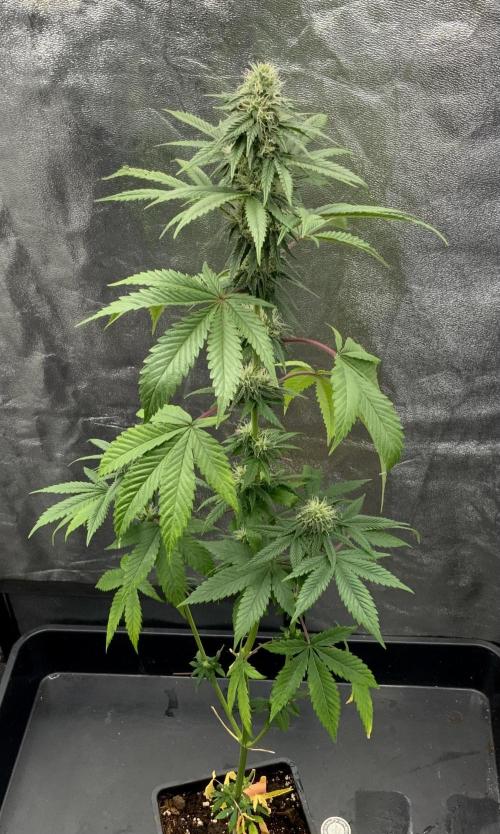 Winter #4. Week 15 - Lemon Cherry FF