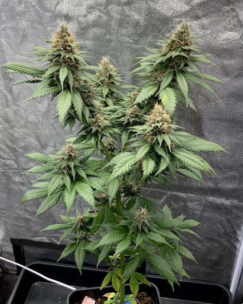Winter #4. Week 17 - Pineapple Kush