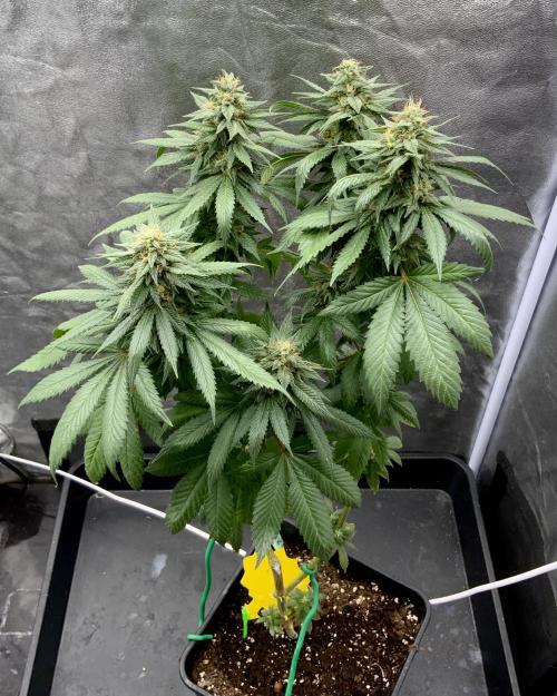 Winter #4. Week 17 - Dutch-Kush