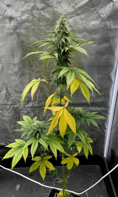 Winter #4. Week 17 - Lemon Cherry Cookie