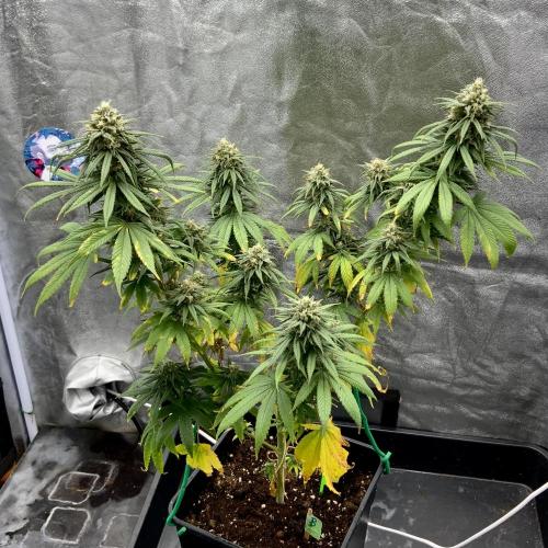 Winter #4. Week 17 - Double Dutch
