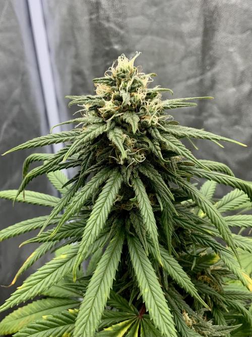 Winter #4. Week 17 - DD