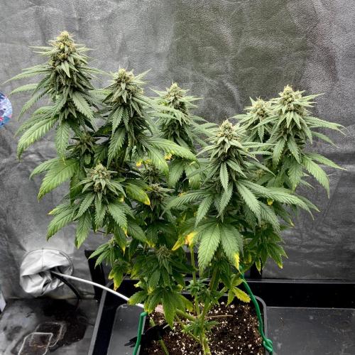 Winter #4. Week 17 - Gorilla Cookies