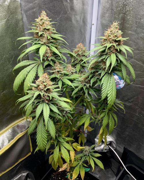 Winter #4. Week 18 - Pineapple Kush 
Royal Queen Seeds