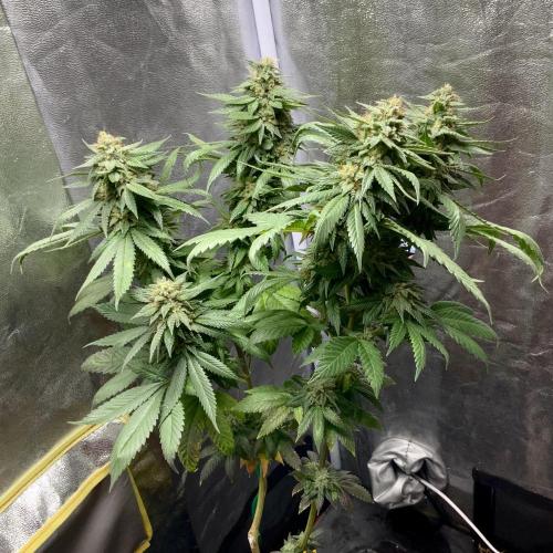Winter #4. Week 18 - Dutch Kush by Pyramid Seeds 