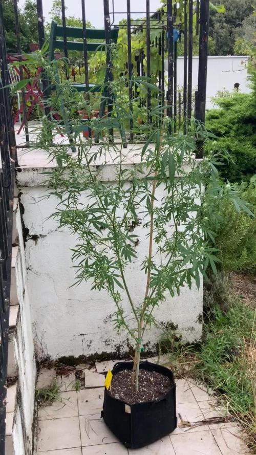 Garden Party 2024