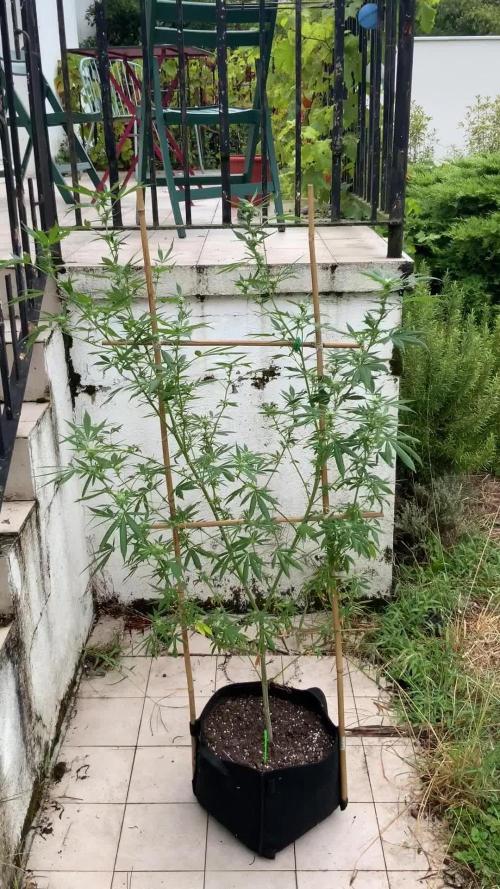 Garden Party 2024