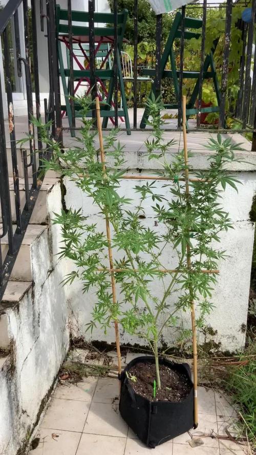 Garden Party 2024
