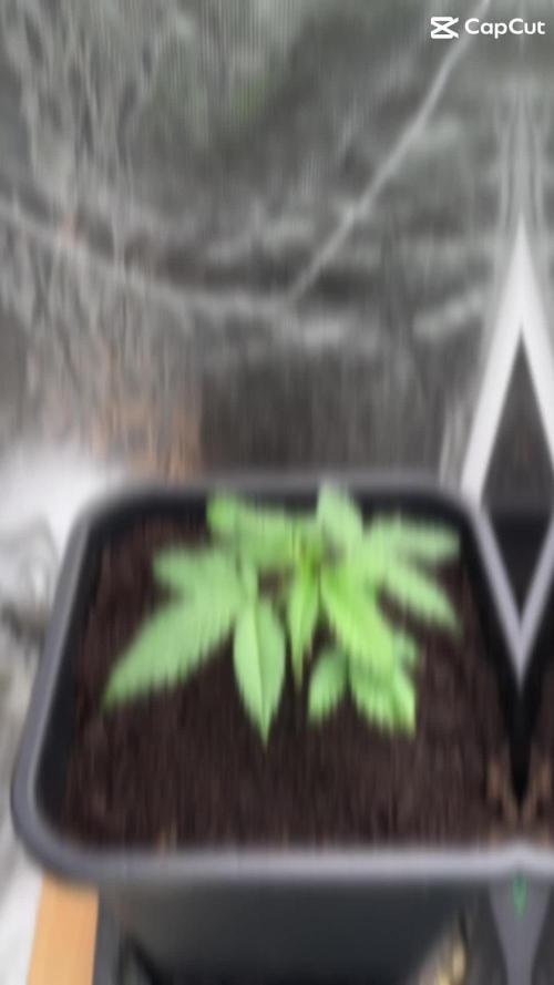 Spliff Seeds - Moon Walker Kush