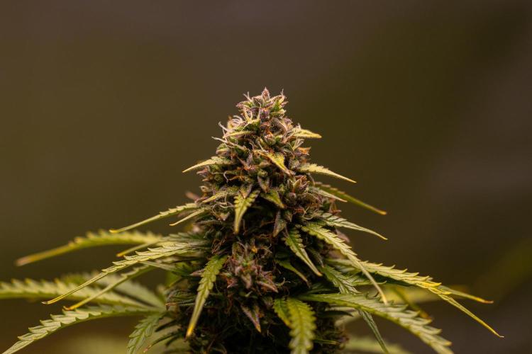 Neville’s Haze Auto. Week 11