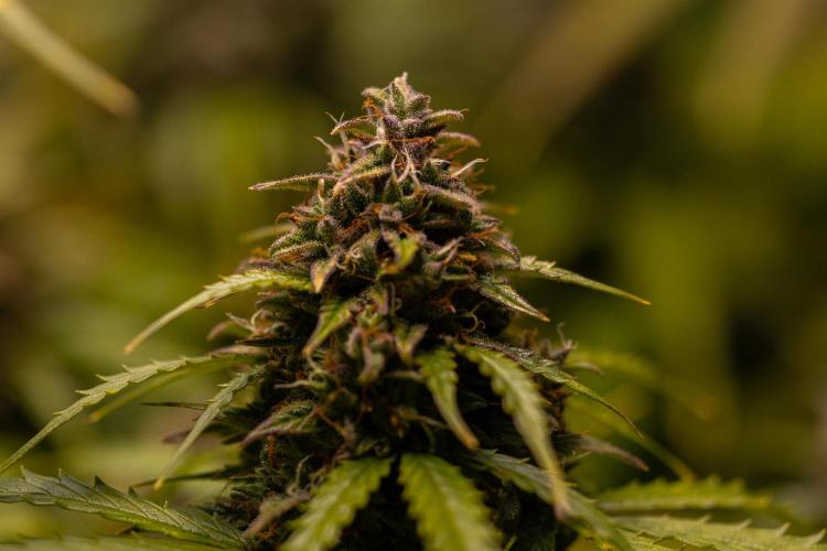 Neville’s Haze Auto. Week 11