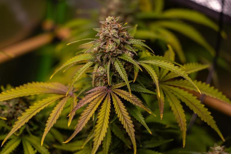 Mint Runtz Auto - Spliff Seeds. Week 11