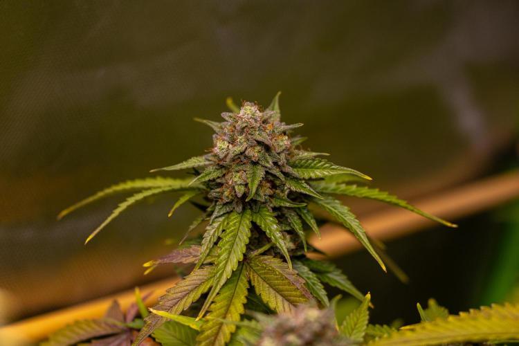 Mint Runtz Auto - Spliff Seeds. Week 11