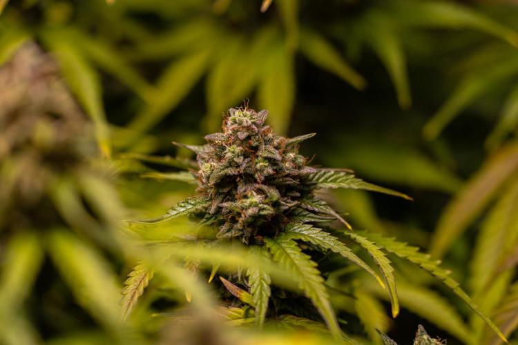 Mint Runtz Auto - Spliff Seeds. Week 11