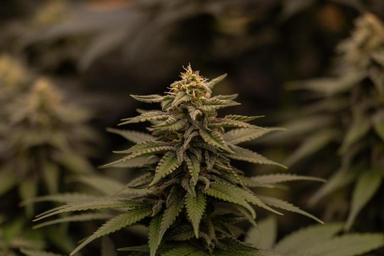 Mega Power Plant - Spliff Seeds. Week 11