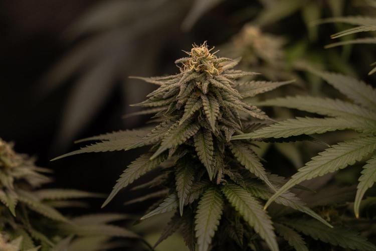 Mega Power Plant - Spliff Seeds. Week 11