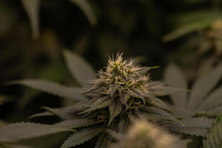 Mega Power Plant - Spliff Seeds. Week 11