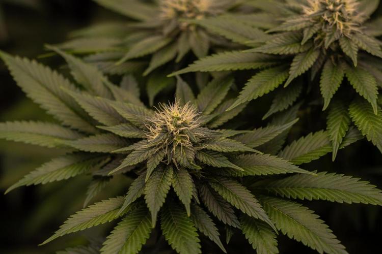 Super Skunk - Spliff Seeds. Week 11