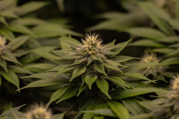 Super Skunk - Spliff Seeds. Week 11