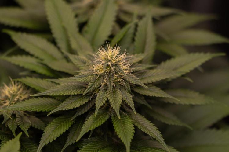 Super Skunk - Spliff Seeds. Week 11