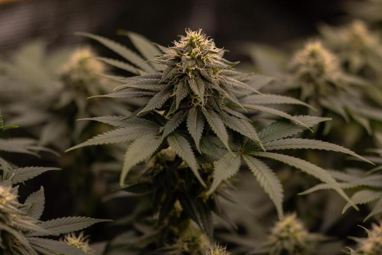 Bubblegun - Spliff Seeds. Week 11