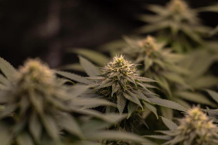 Bubblegun - Spliff Seeds. Week 11