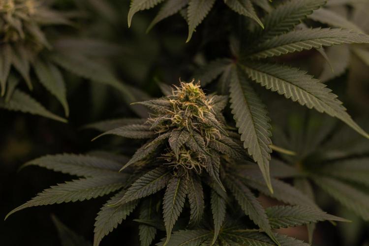 Bubblegun - Spliff Seeds. Week 11