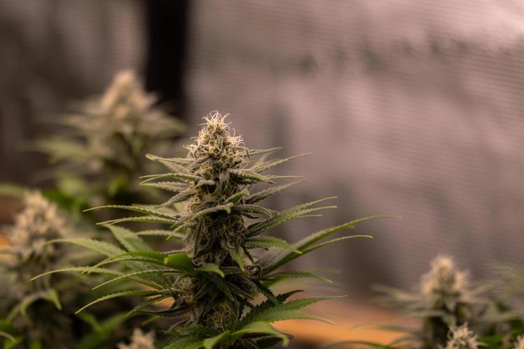 Zkittlez - Spliff Seeds. Week 11