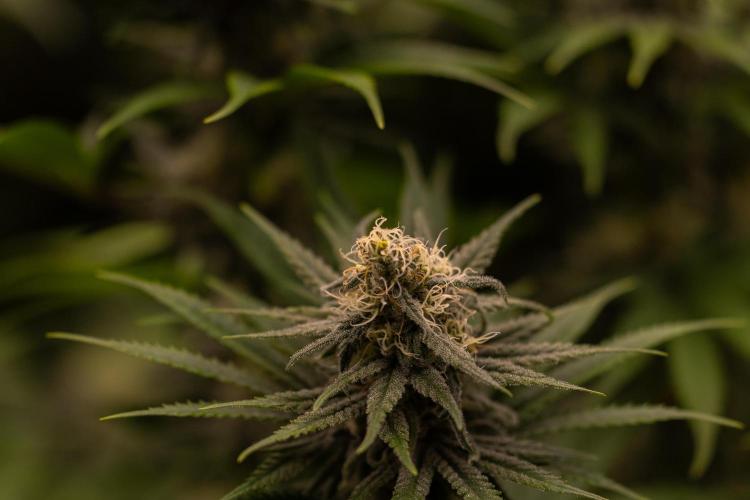 Zkittlez - Spliff Seeds. Week 11