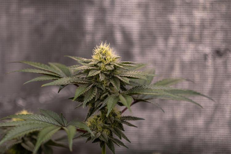 Biscotti Gelato - FastBuds. Week 11