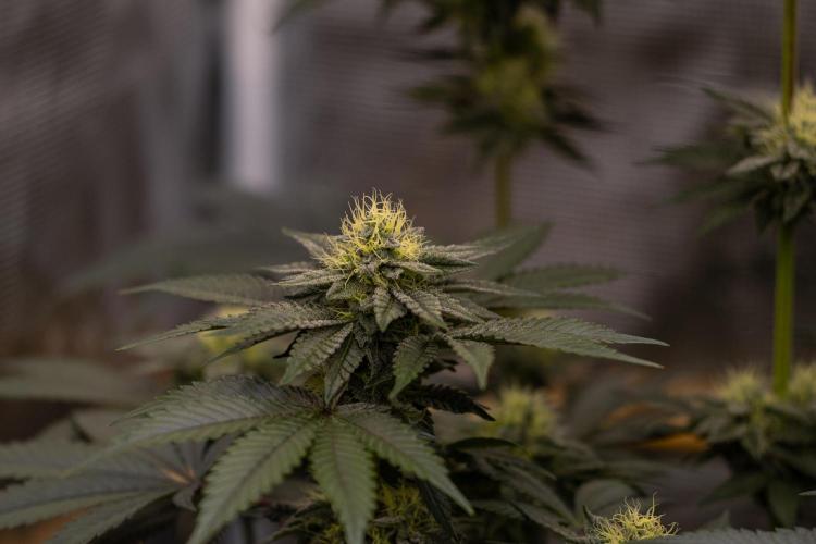 Biscotti Gelato - FastBuds. Week 11