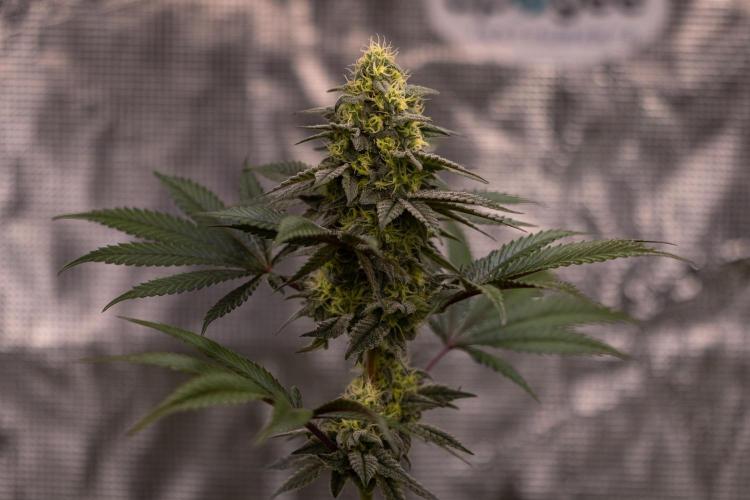 Papayton - FastBuds. Week 11