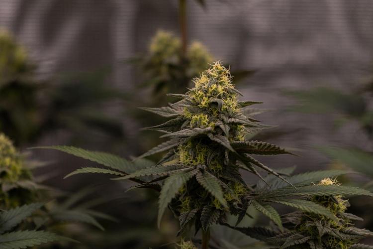 Papayton - FastBuds. Week 11