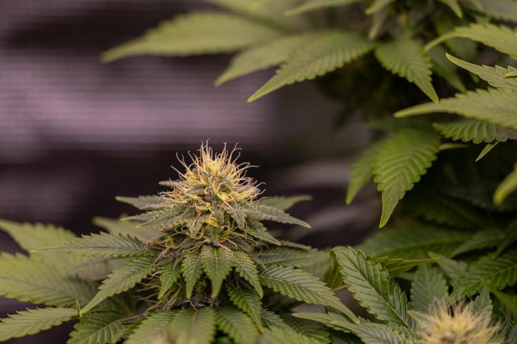 White Berry - Paradise Seeds. Week 11