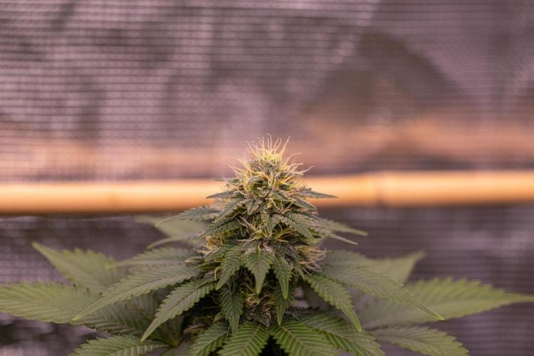 White Berry - Paradise Seeds. Week 11