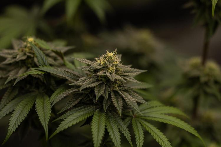 Rainbow Road - Paradise Seeds. Week 11