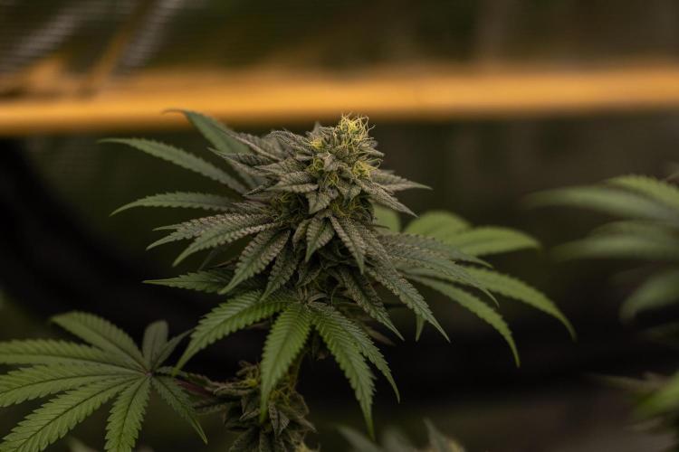 Rainbow Road - Paradise Seeds. Week 11