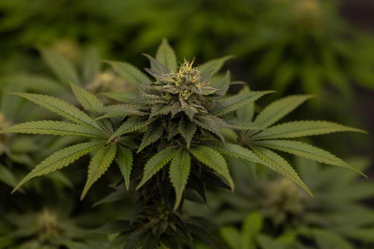 Space Cookies- Paradise Seeds. Week 11