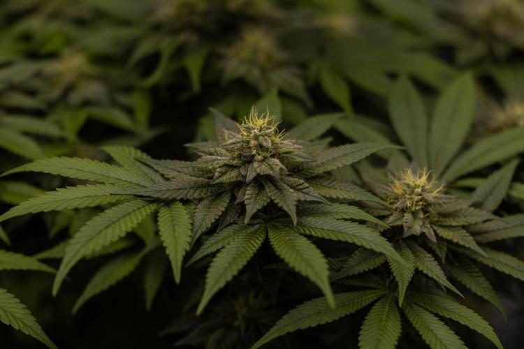 Space Cookies- Paradise Seeds. Week 11