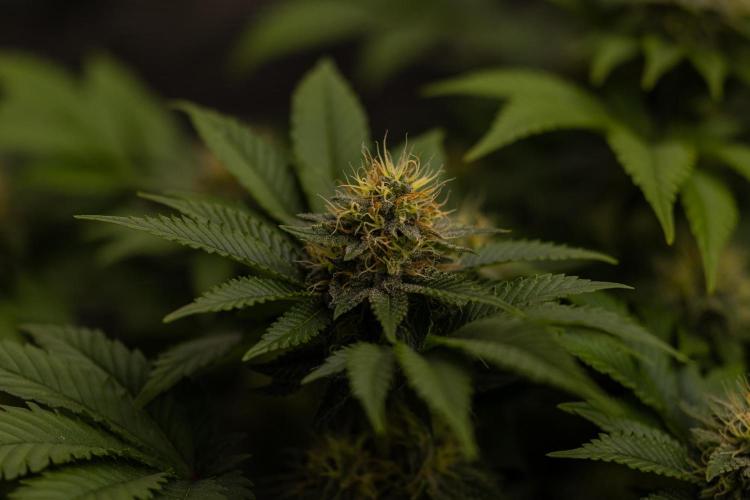 Acid - Paradise Seeds. Week 11