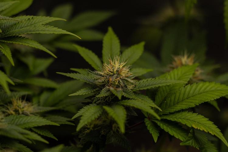 Acid - Paradise Seeds. Week 11