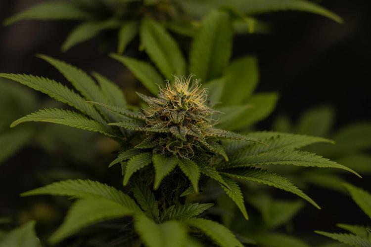 Acid - Paradise Seeds. Week 11