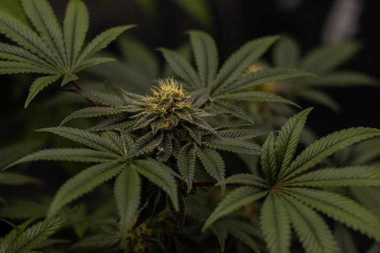 Tester 501x51 - Paradise Seeds. Week 11