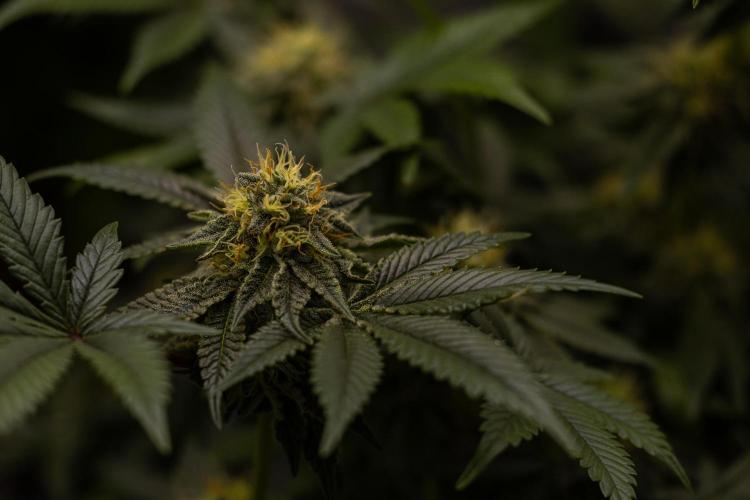 Tester 501x51 - Paradise Seeds. Week 11