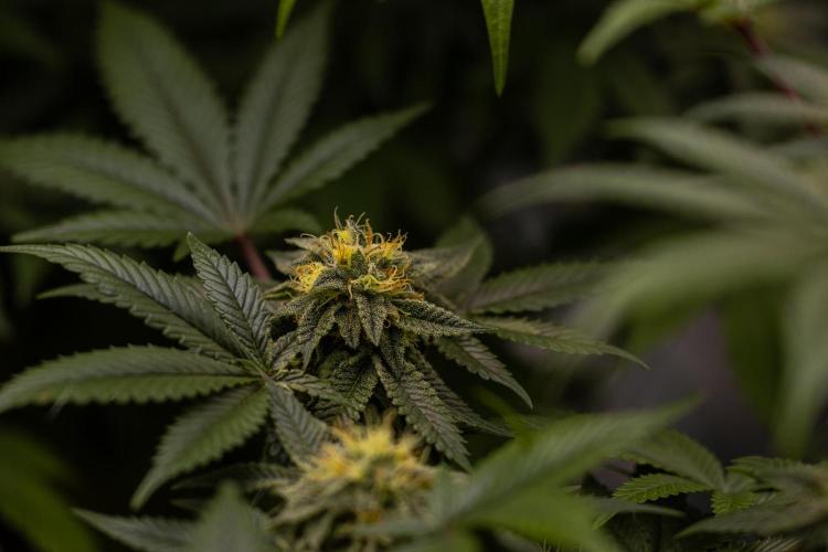 Tester 501x51 - Paradise Seeds. Week 11