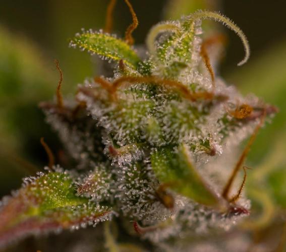 Blue Dream Auto - Spliff Seeds. Week 12