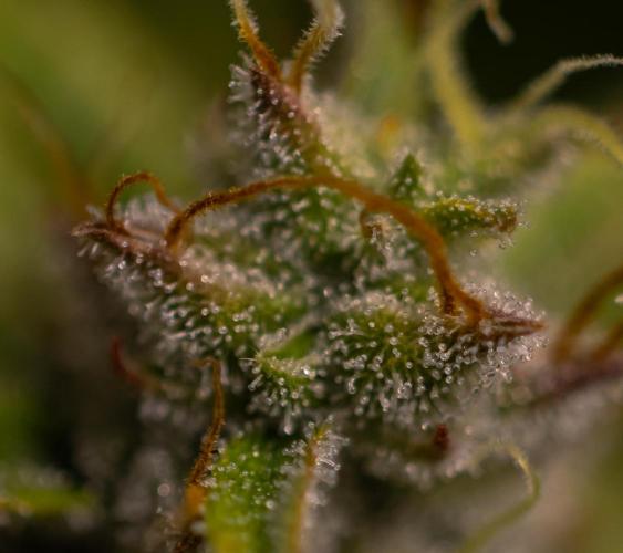 Blue Dream Auto - Spliff Seeds. Week 12