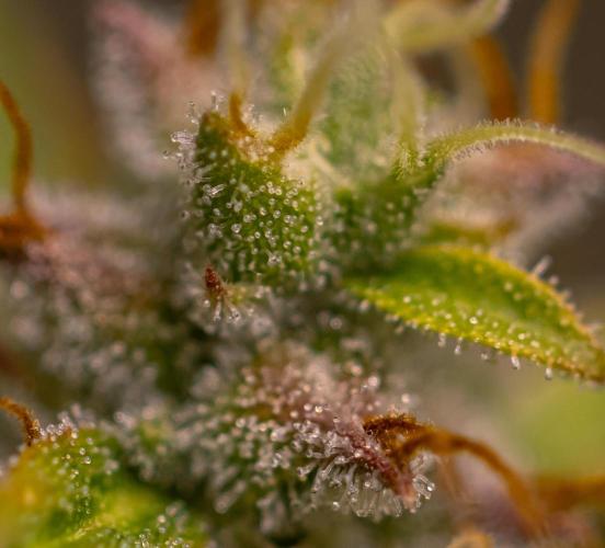 Blue Dream Auto - Spliff Seeds. Week 12