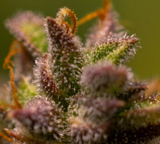 Neville’s Haze Auto. Week 12