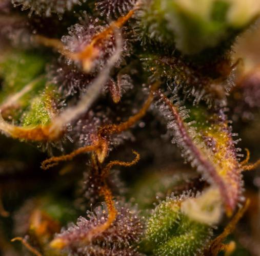 Neville’s Haze Auto. Week 12